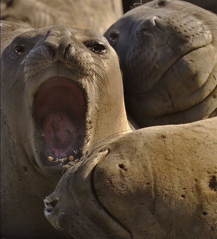 Seals001-Michael lewis